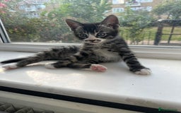 Bengal cats for sale: 6 Cross Bengal Kittens - Image 3