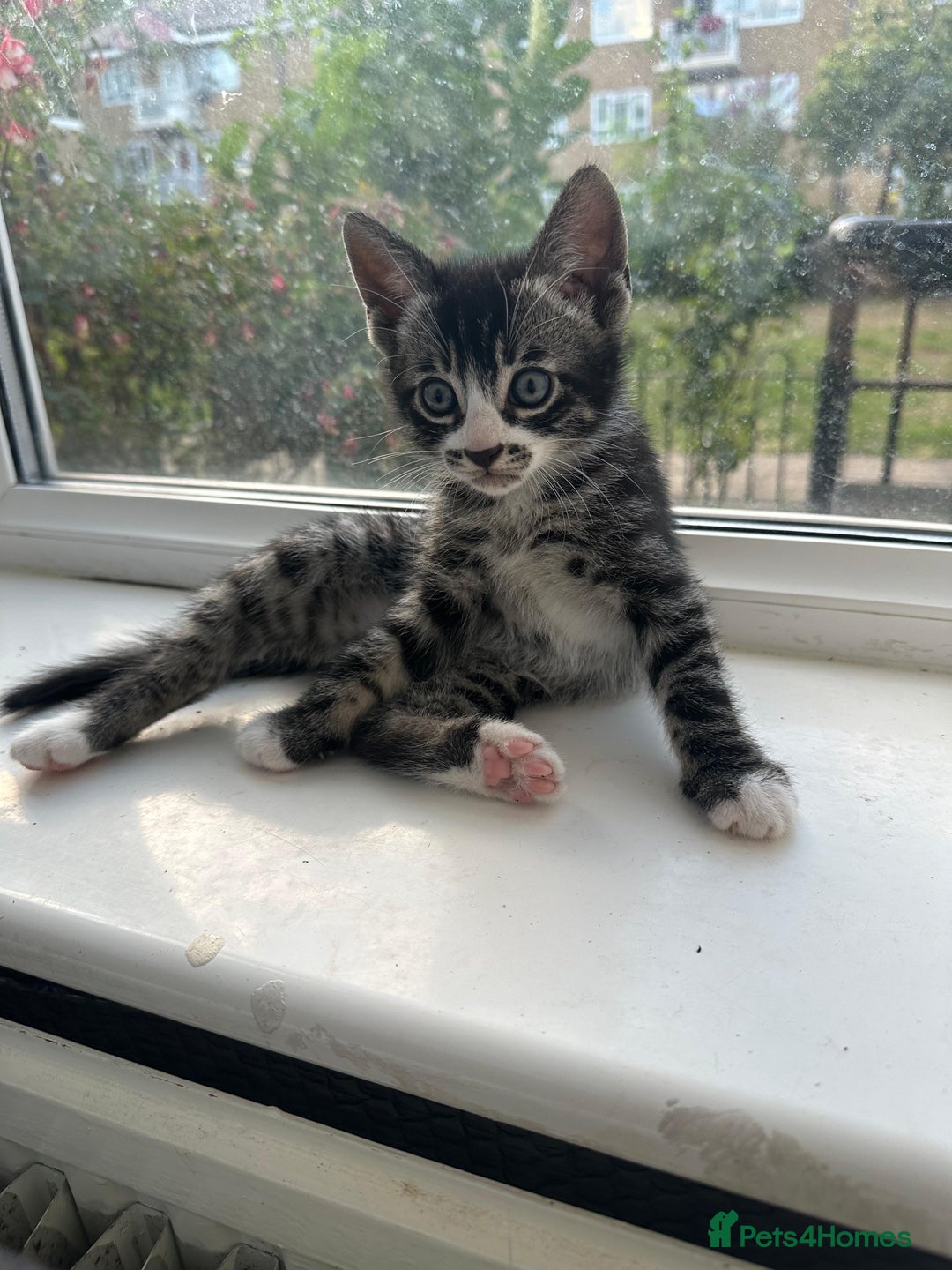 Bengal cats for sale: 6 Cross Bengal Kittens - Image 3