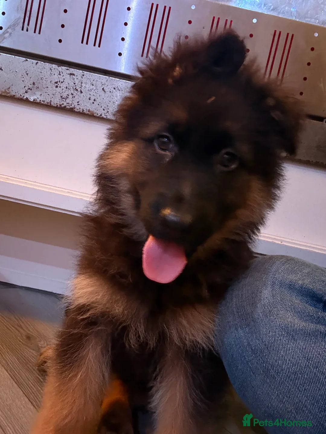 German Shepherd dogs for sale: Kc Registered Long Haired German Shepherd Puppies - Advert 22