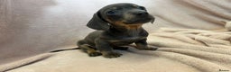 Miniature Dachshund dogs for sale: Miniature dachshunds (pink carriers)  - Advert 11