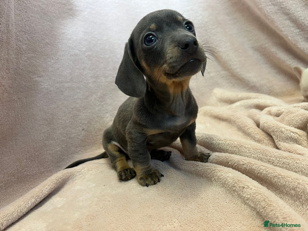 Miniature Dachshund dogs for sale: Miniature dachshunds (pink carriers)  - Advert 11
