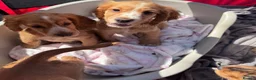 Cocker Spaniel dogs for sale: Ready to leave Beautiful show type cocker puppy’s  - Advert 6