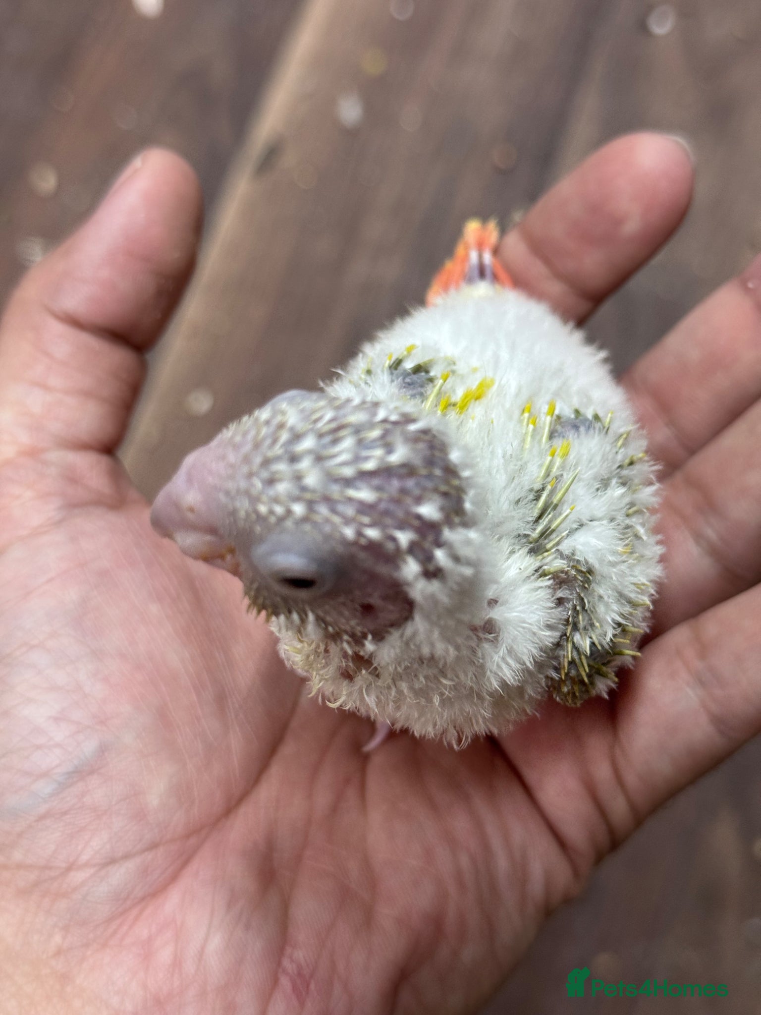 Conures birds Baby Conures available for new homes - Advert 1