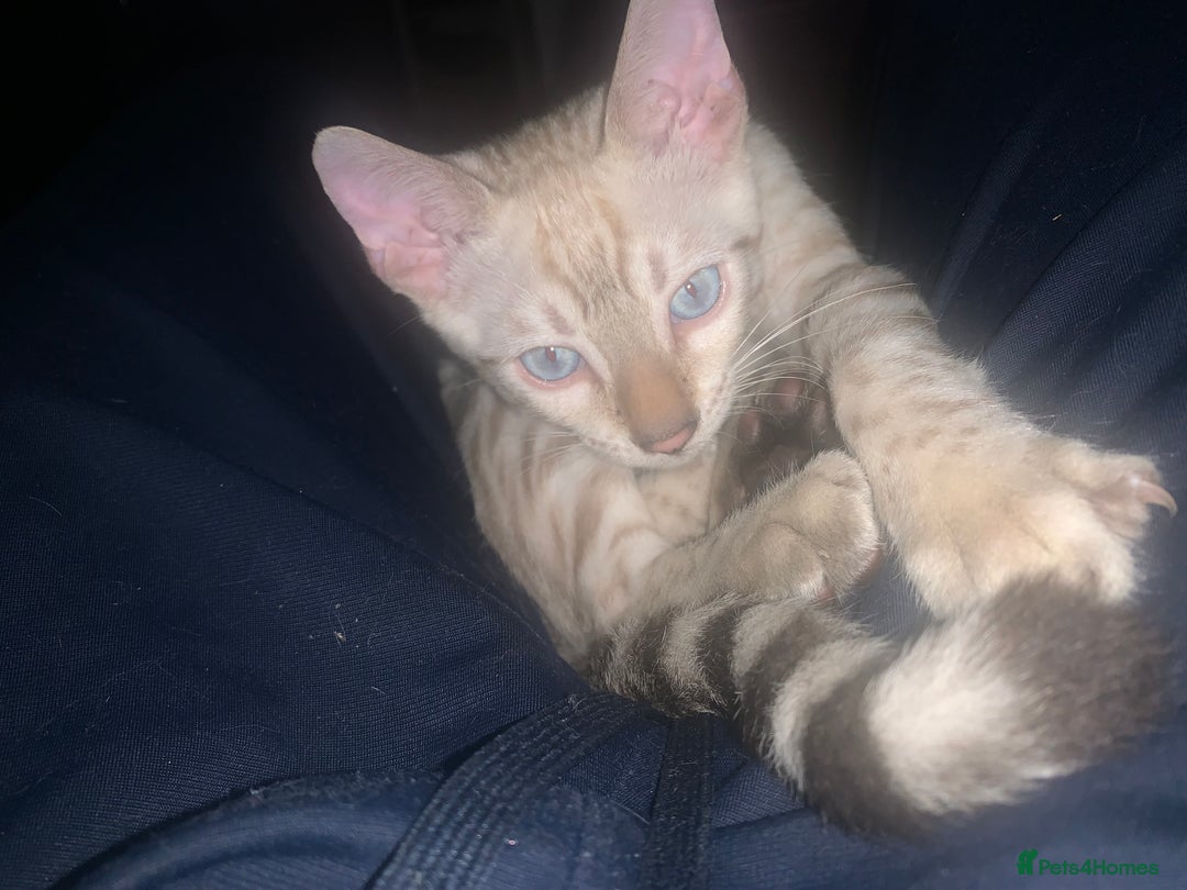 Bengal cats for sale: Male Bengal Cat – Loving & Trained For sale - Image 6