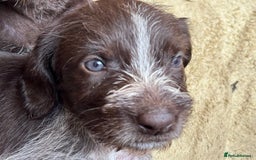 German Wirehaired Pointer dogs for sale: German Wire-haired Pointers of sale - Image 26