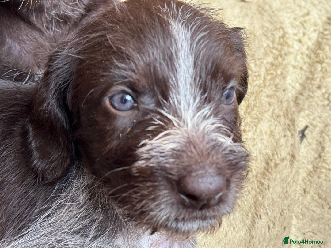 German Wirehaired Pointer dogs for sale: German Wire-haired Pointers of sale - Image 26