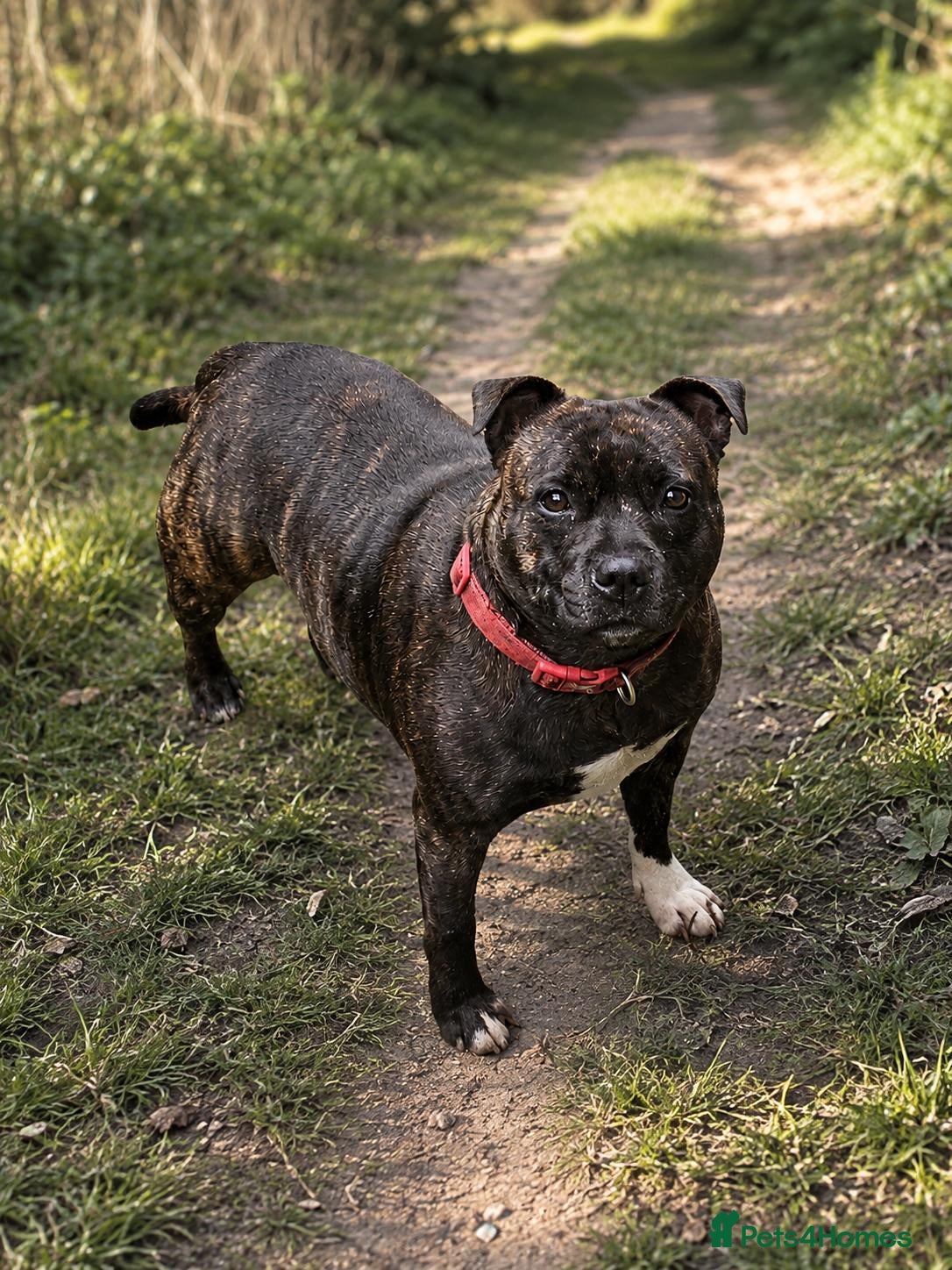 Staffordshire Bull Terrier dogs 🥨Future litter🥨 Reds/Brindles - Advert 2