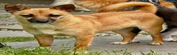 Miniature Pinscher dogs for adoption: Frankie – Female Miniature Pinscher - Advert 5