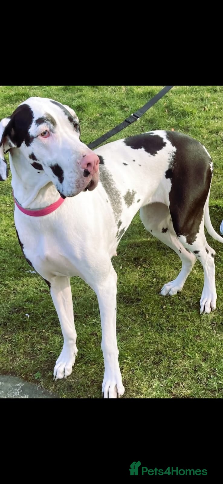 Mixed Breed dogs Max Great Dane  - Advert 1