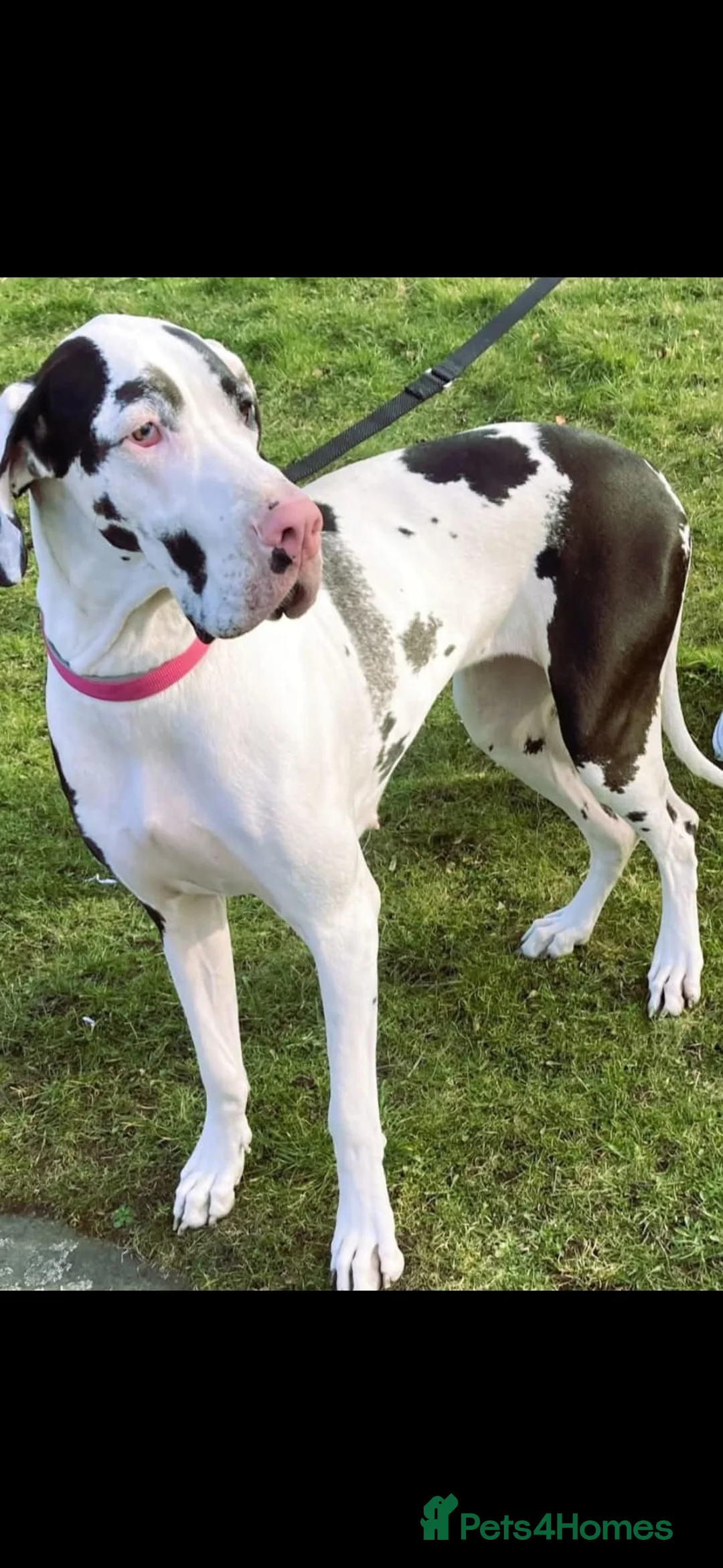 Mixed Breed dogs for sale: Max Great Dane  - Advert 1