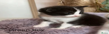 Mixed Breed 3