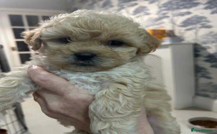 Shihpoo dogs - Advert 2