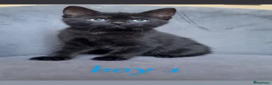 Domestic Shorthair 1