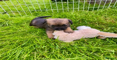 Border Terrier dogs - Advert 11