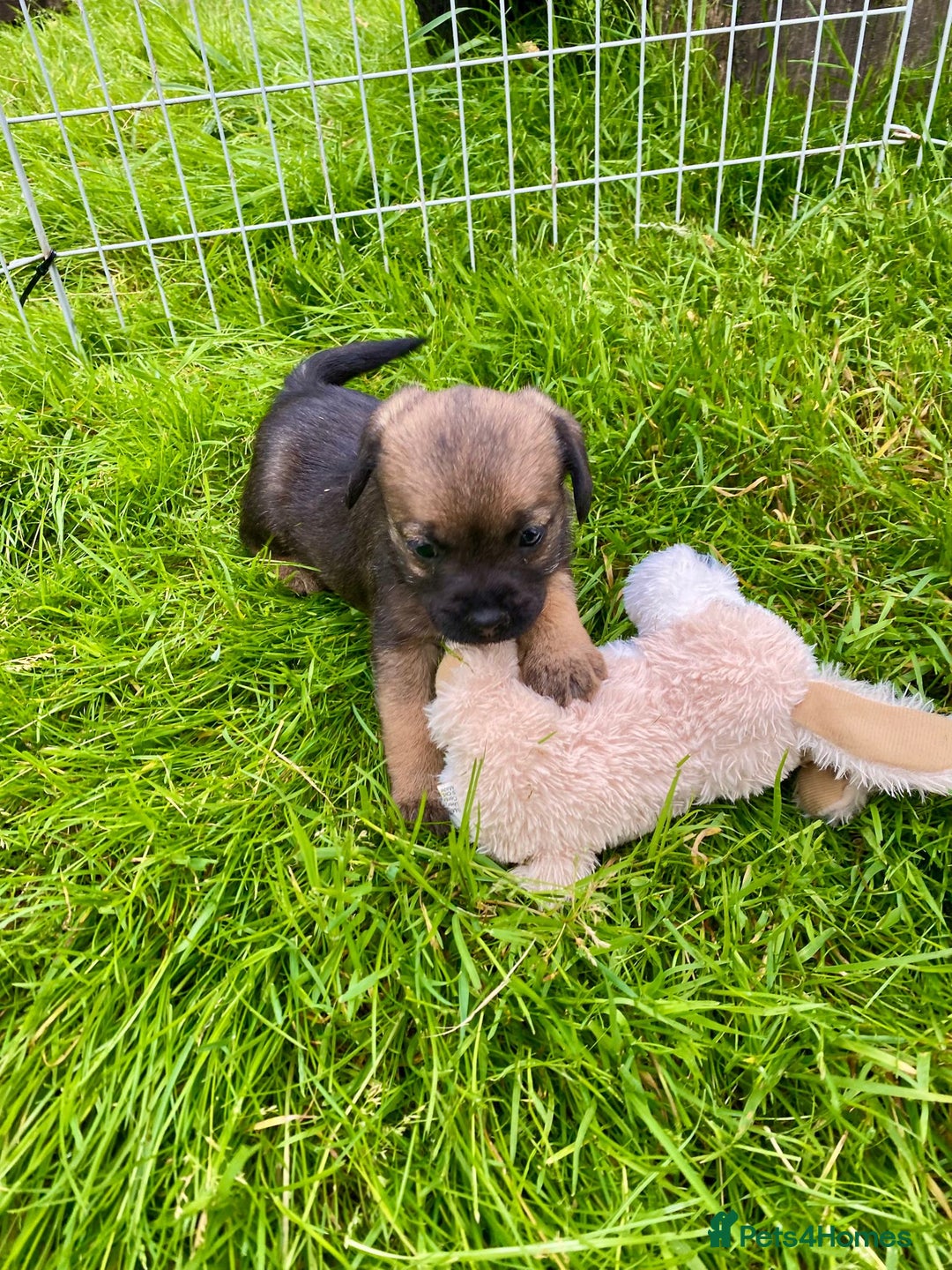 Border Terrier dogs for sale: Border Terrier bitch puppies - Image 3