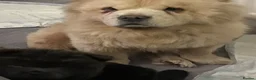Chow Chow dogs for sale: Kc chow chow puppies  in Houghton le Spring - Advert 2