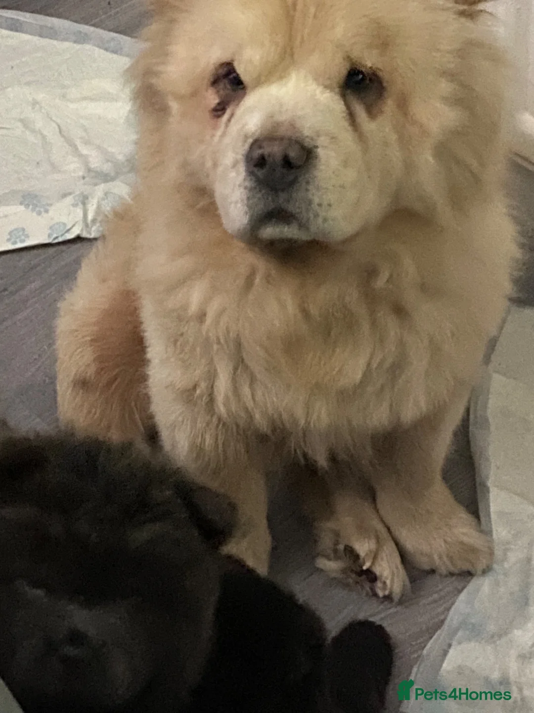 Chow Chow dogs for sale: Kc chow chow puppies  in Houghton le Spring - Advert 2