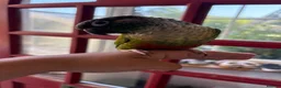 Conures birds for sale: Pair of conures looking for a new home in Bideford - Advert 4