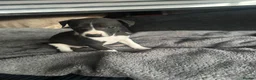 Whippet dogs for sale: KC Whippet black and white pup  - Advert 12