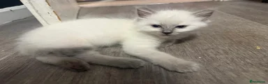 Ragdoll 4