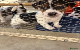 Jack Russell dogs for sale: Jack Russell Puppies  - Image 13