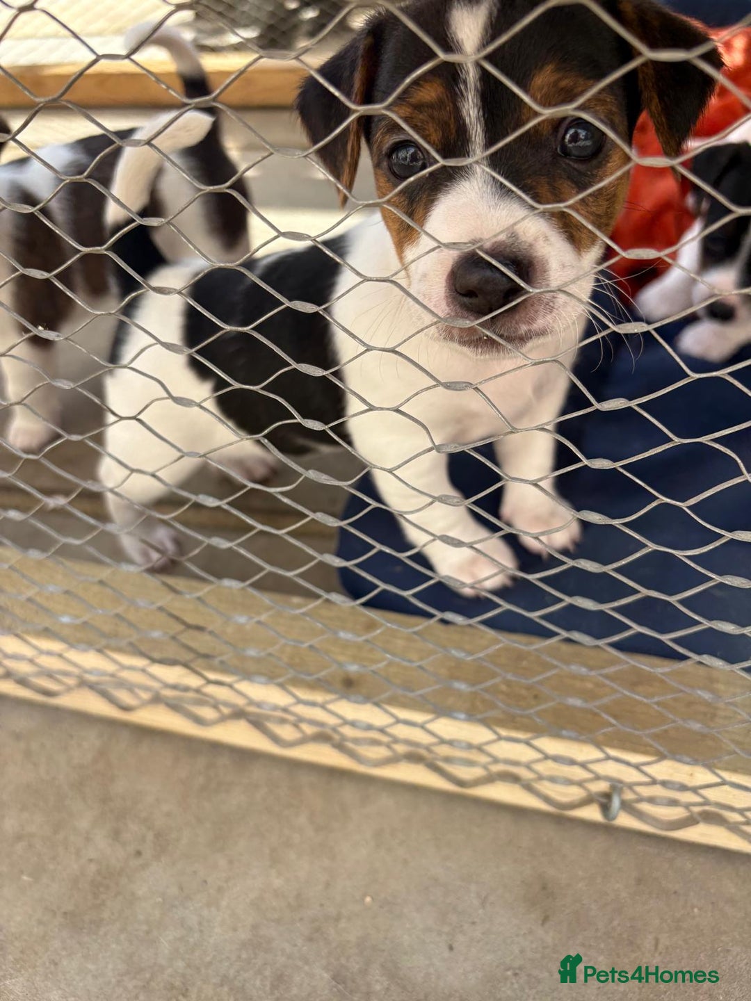 Jack Russell dogs for sale: Jack Russell Puppies  - Image 13