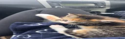 Mixed Breed cats for sale: 4 month female kitten for rehoming  - Advert 9