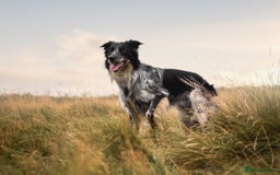 Border Collie dogs for sale: Unique Tri colour and piebald Border Collies  - Image 10