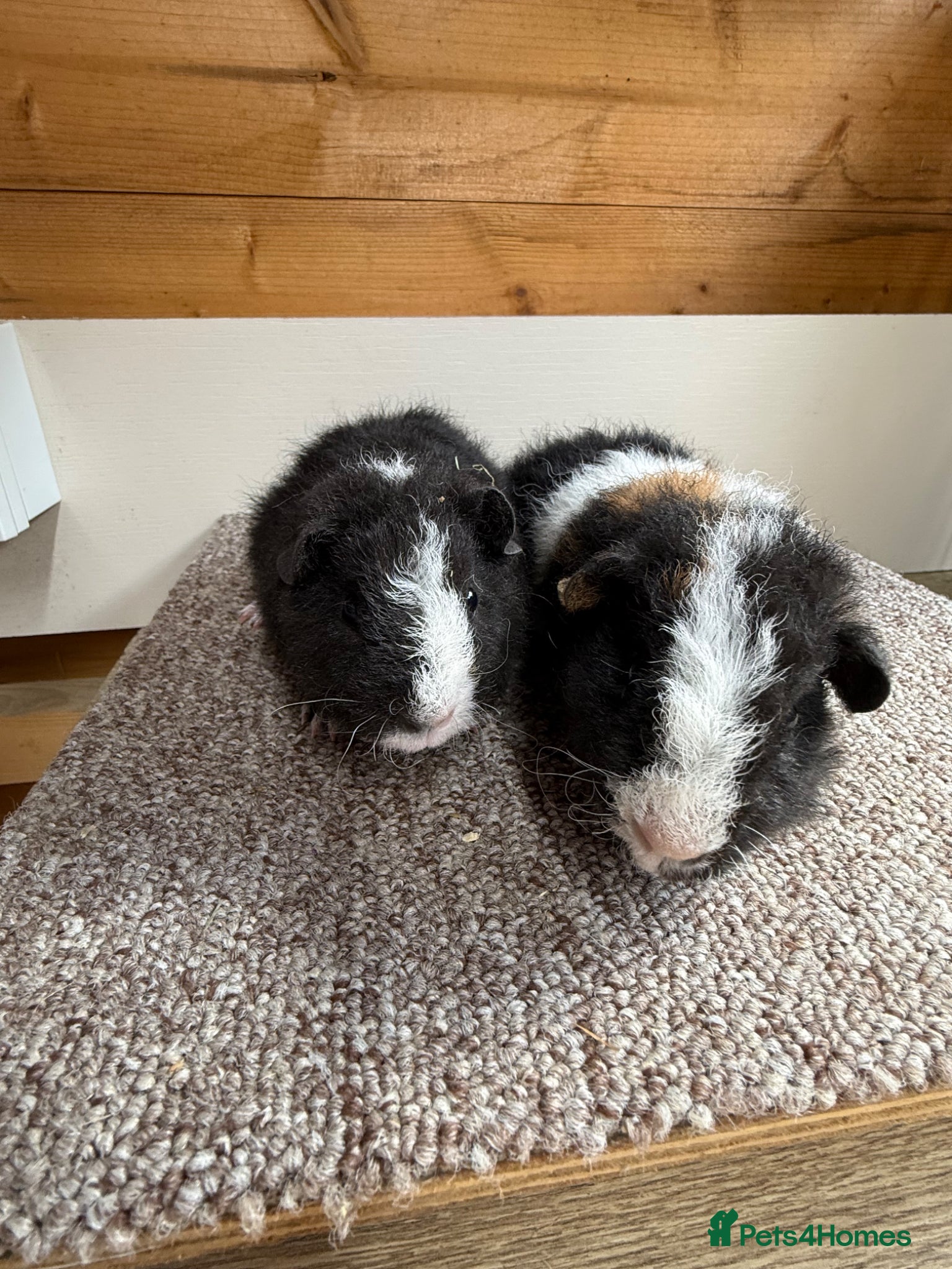 Guinea Pig rodents for sale: Teddy Boars - Advert 1