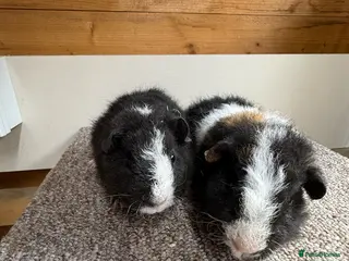 Guinea Pig rodents for sale: Teddy Boars - Advert 1