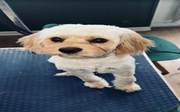 Cavapoo dogs for sale: F1b Cavapoo  - Image 11