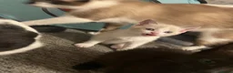 Siamese cats for sale: New born kittens  - Advert 5