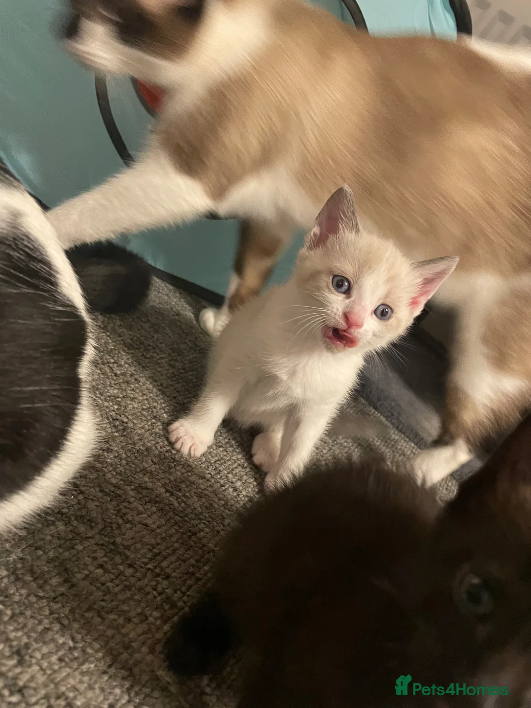 Siamese cats for sale: New born kittens  - Advert 5