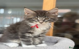 Maine Coon cats for sale: 2 Beautiful pedigree TICA reg Maine Coon kittens - Image 16