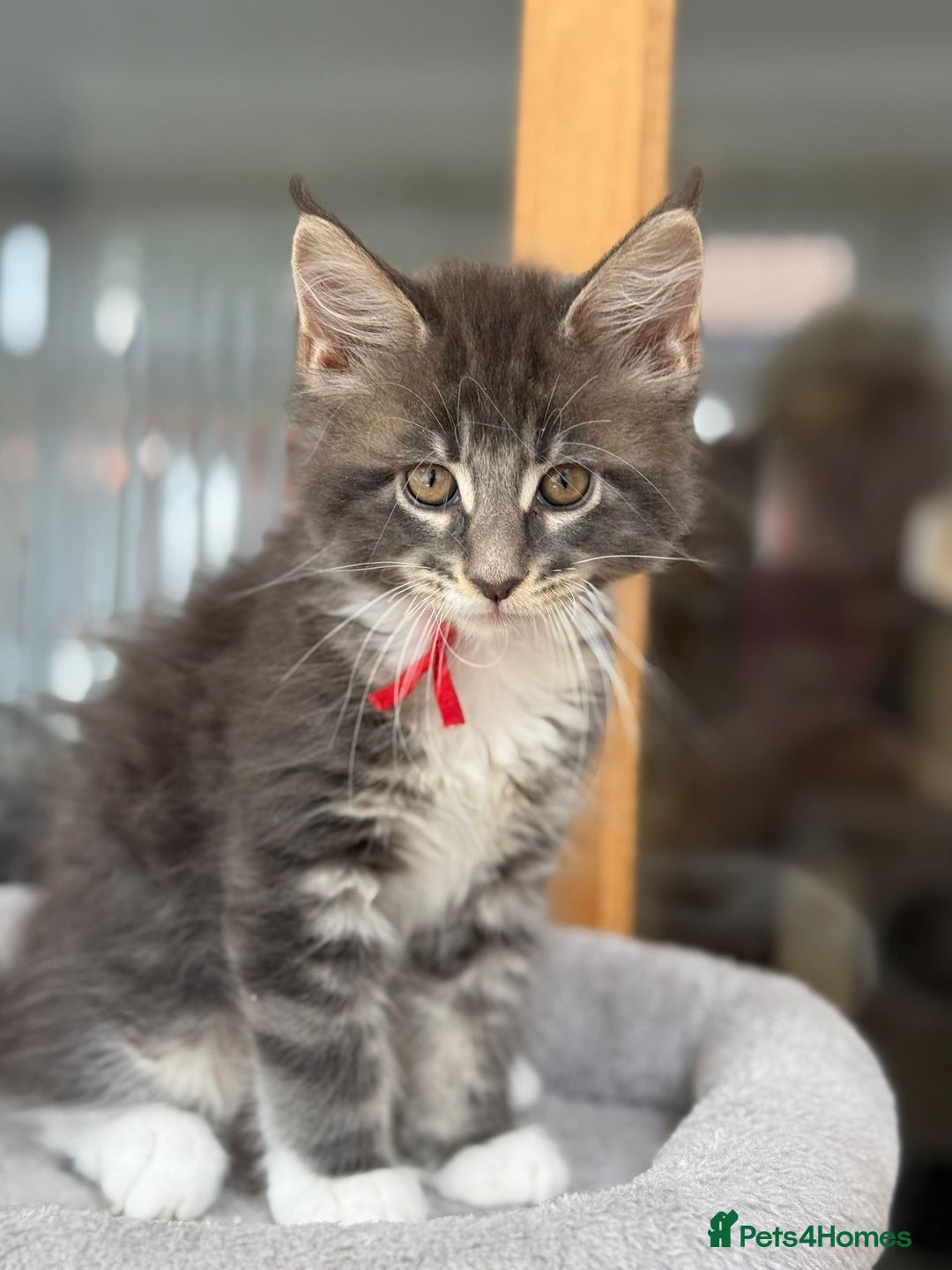 Maine Coon cats for sale: 2 Beautiful pedigree TICA reg Maine Coon kittens - Image 16