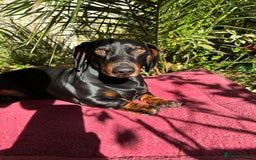 Dachshund dogs for stud: Stunning dachshund available for stud - Image 2