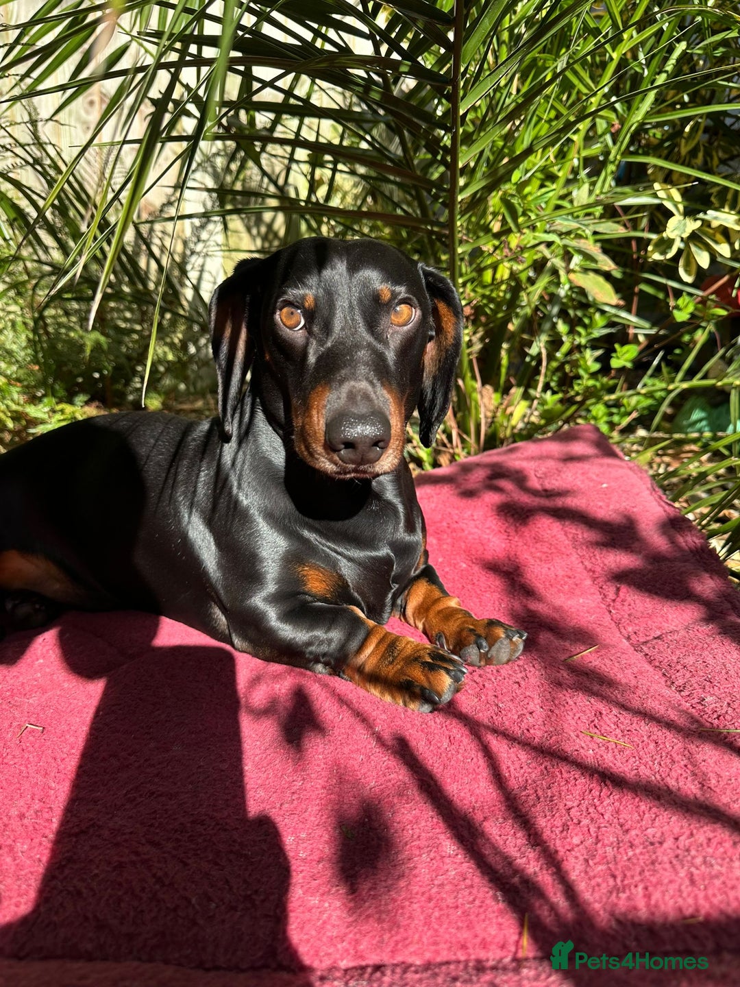 Dachshund dogs for stud: Stunning dachshund available for stud - Image 2
