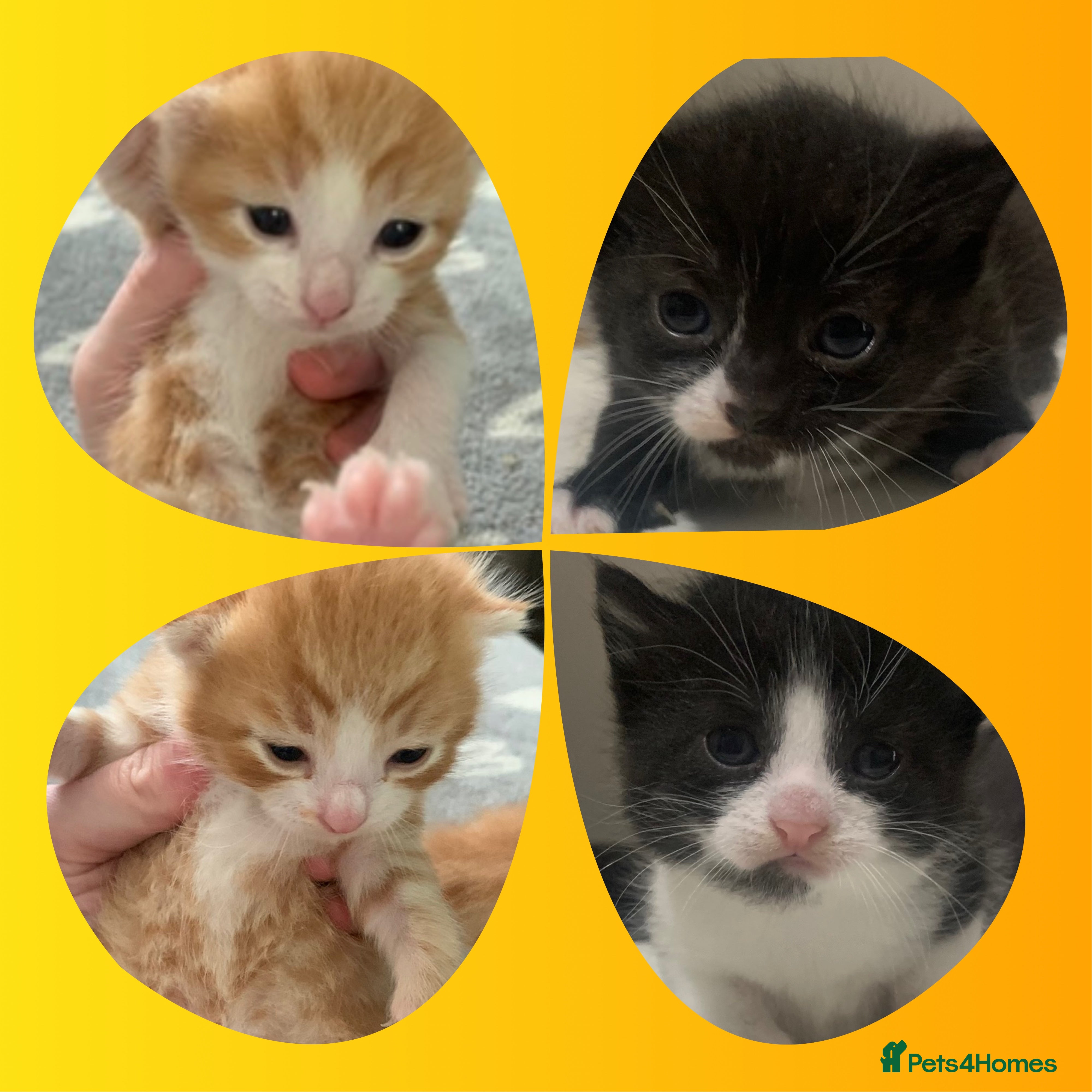 Mixed Breed cats Litter of mixed breed and mixed sex lovely kittens in Liverpool - Advert 3