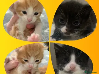 Mixed Breed cats Litter of mixed breed and mixed sex lovely kittens in Liverpool - Advert 1