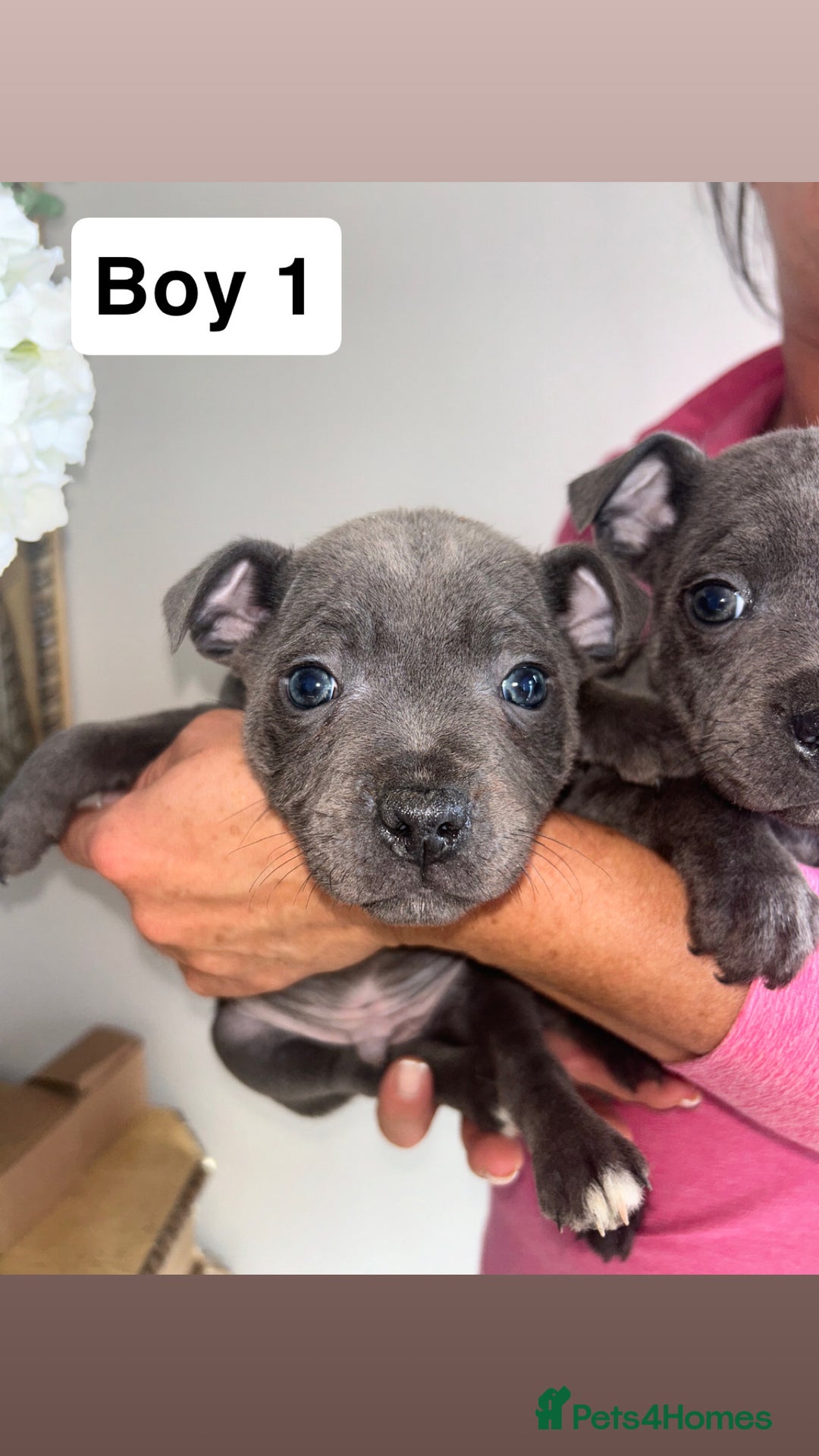 Staffordshire Bull Terrier dogs for sale: Beautiful staffordshire bull terrier puppies  - Image 14