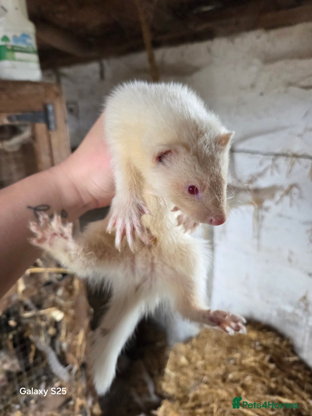 Ferret rodents for sale: 9 Ferrets for sale - Image 32