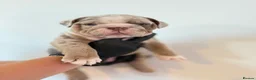 English Bulldog dogs for sale: Beautiful English Bulldog Pups!!! in Stratford-upon-Avon - Advert 7