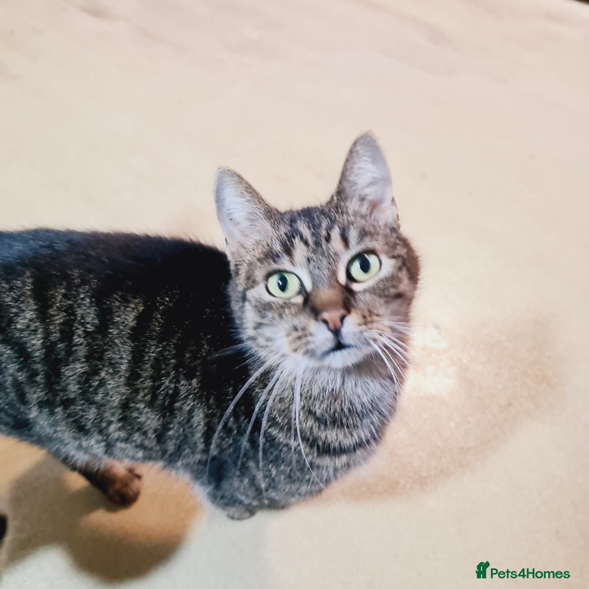 Mixed Breed cats 🐾 XENA – a loyal cat for a Loving Home🐾 - Advert 4