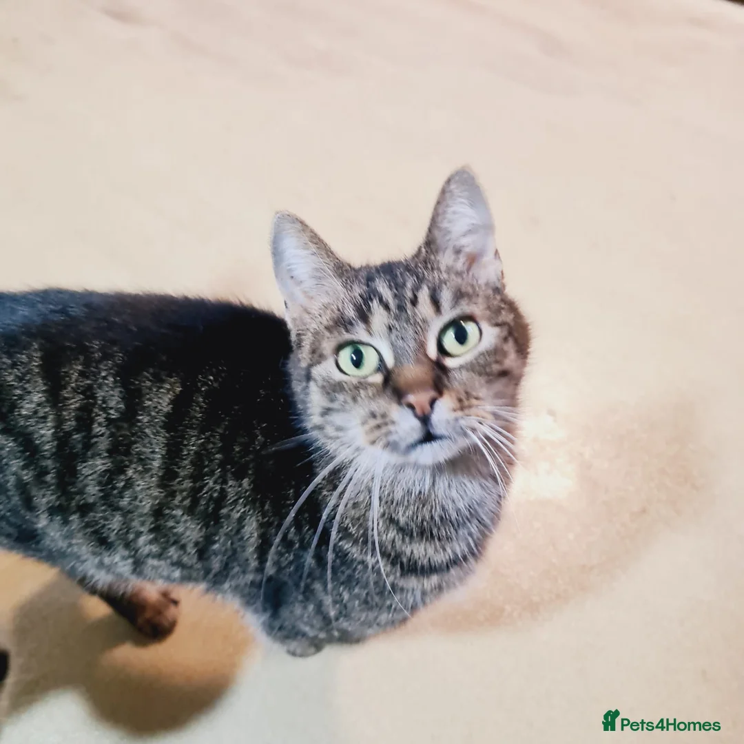 Mixed Breed cats for adoption: 🐾 XENA – a loyal cat for a Loving Home🐾 - Advert 1