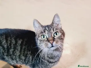 Mixed Breed cats 🐾 XENA – a loyal cat for a Loving Home🐾 - Advert 4