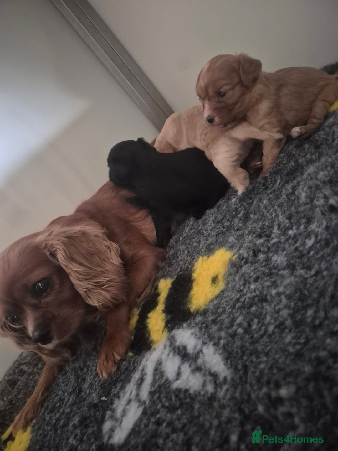 Cavapoo dogs for sale: Cavapoo babies - ready end nov - Image 12
