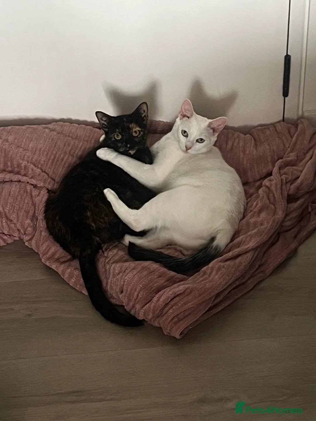 Domestic Shorthair cats for sale: Beautiful Friendly Spayed Female Cats - Advert 2