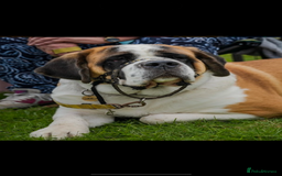 Saint Bernard dogs for sale: Smooth male puppy  - Image 7