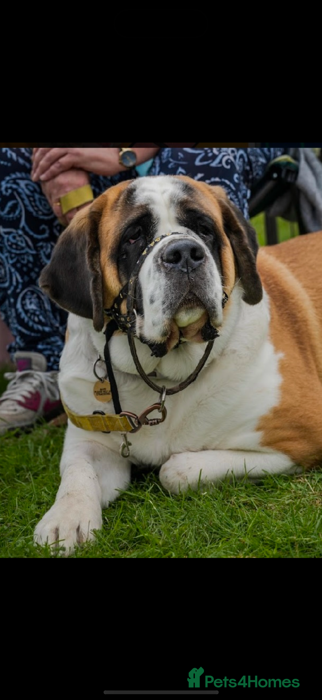 Saint Bernard dogs for sale: Smooth male puppy  - Image 7
