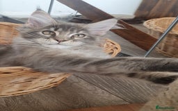 Maine Coon cats for sale: Only one left 🏅TICA🏅Pedigree maine coon kitten  - Image 5